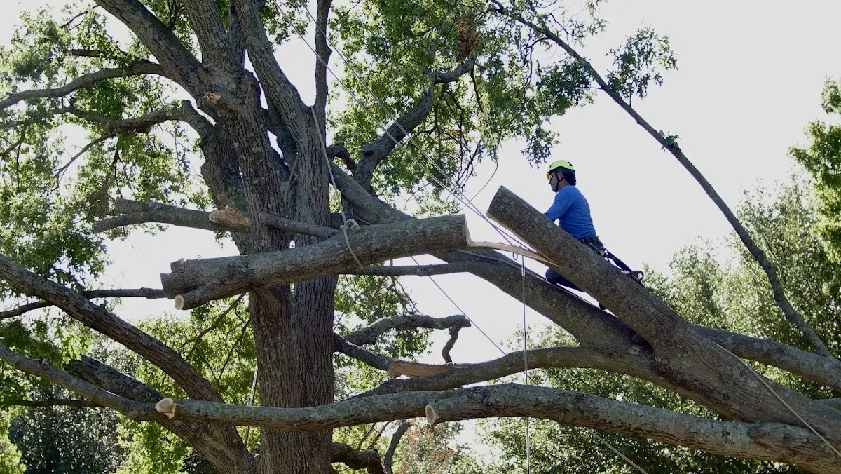 Professional Crown Thinning performed by certified arborists in Noma